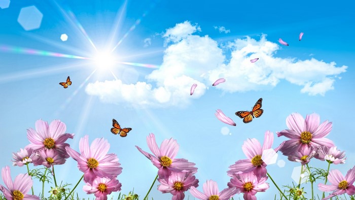 Pink cosmos flowers with butterflies and sun