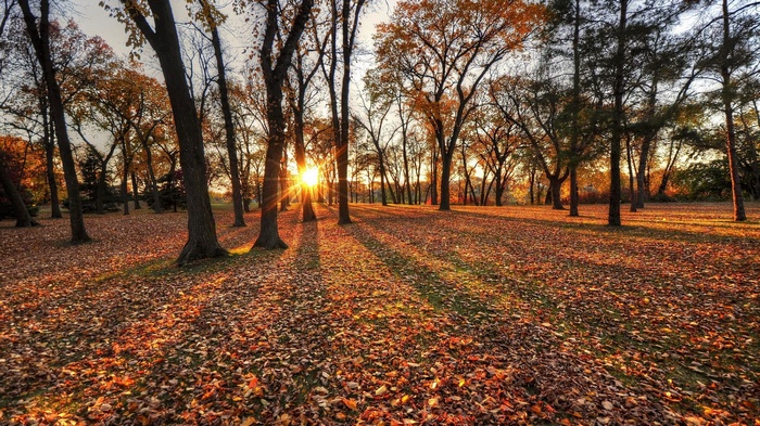 Sunlight through trees in an autumn forest with fallen leaves