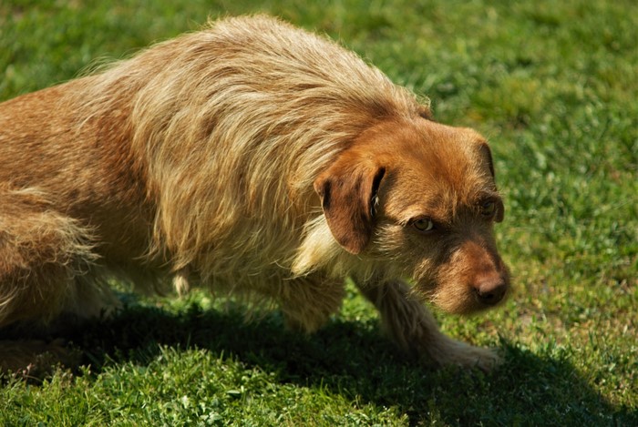 A scruffy terrier dog crouches on green grass
