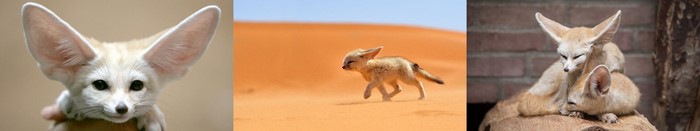 Fennec foxes in desert and enclosure settings