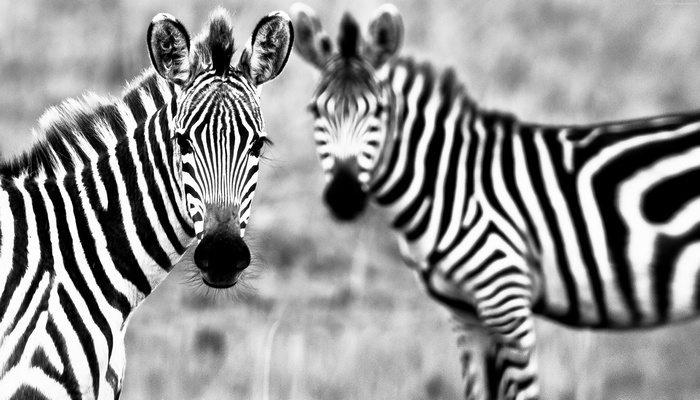 Two zebras in black and white