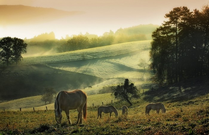 Horses grazing in a misty meadow at sunrise