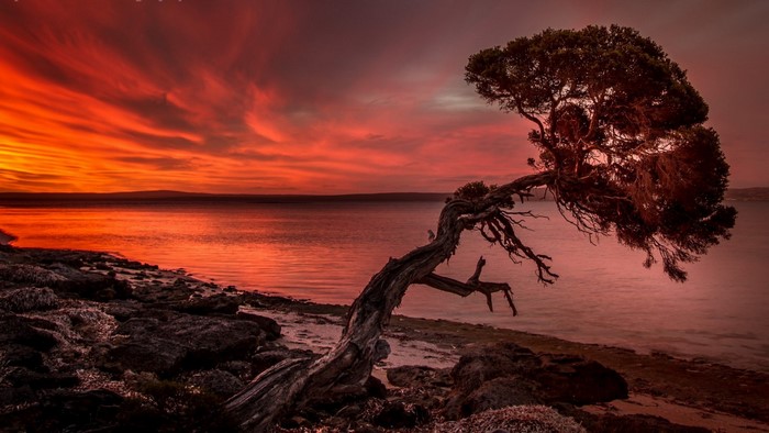 Bent tree on a rocky shore during sunset over the ocean