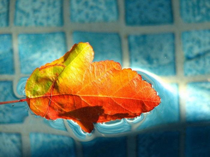 Autumn leaf floating on blue tiled water