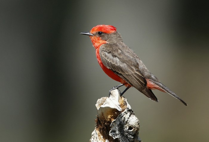 Vibrant Red Bird Perched on a Tree Stump