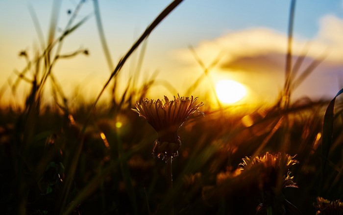 Dandelion in the Sunset