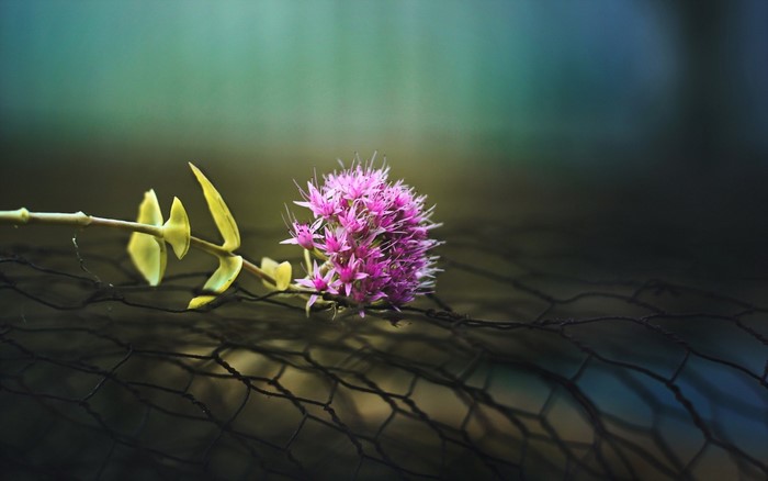 Pink flower on a dark background with netting