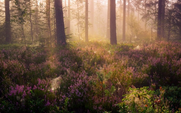 Sunlight filtering through trees in a misty forest with heather