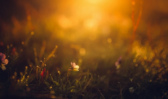 Sunlight on flowers and grass at sunset