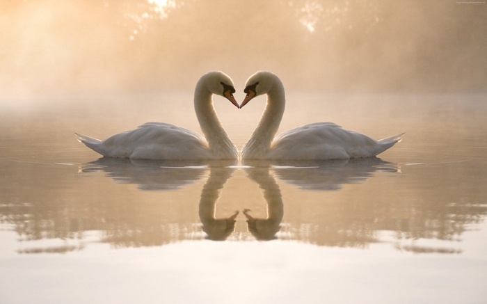4k, swan, love image, couple, lake