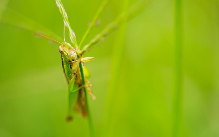 Close-up of a grasshopper on a green plant stem