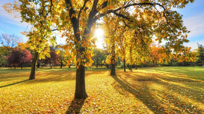 Autumn park with sun shining through trees