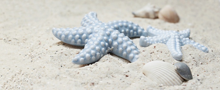 Blue starfish and shells on sand
