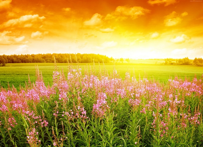 Field of pink flowers at sunset with orange sky