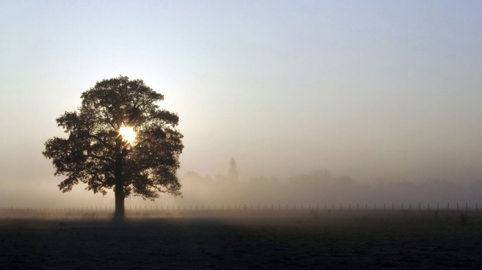 Lone tree silhouetted against misty sunrise