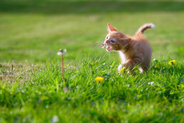 Cute orange kitten eating a dandelion