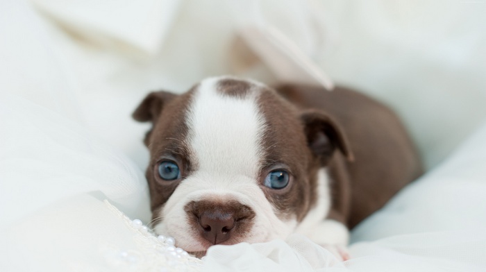 puppy, bulldog, cute animals, funny pets, dog
