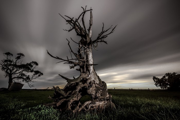 Dead trees in a grassy field under cloudy sky