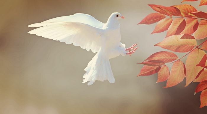 White dove flying near autumn leaves 4K