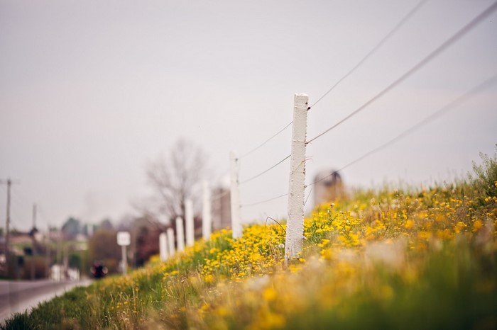 Rural landscape with fence and yellow flowers