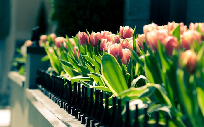Pink and white tulips behind a black fence