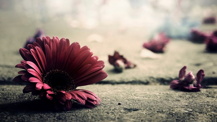 Red Gerbera Daisy Flower on Concrete