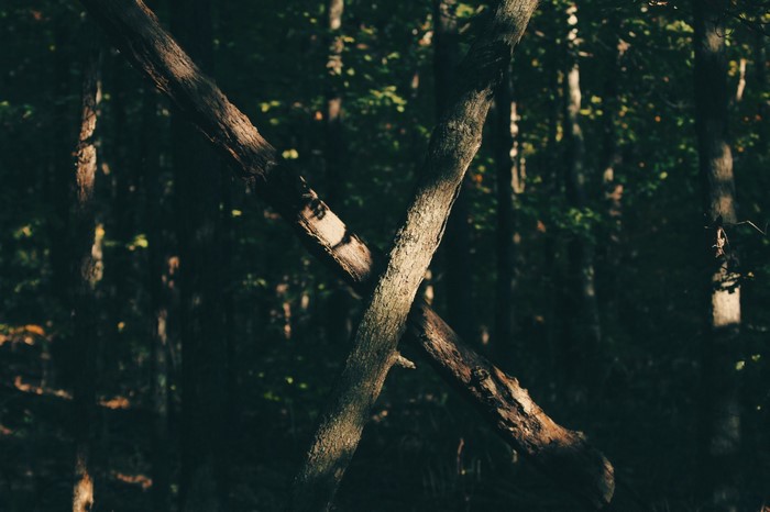 Two trees crossing in a dark forest