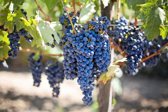 Bunches of ripe purple grapes hanging from a vine