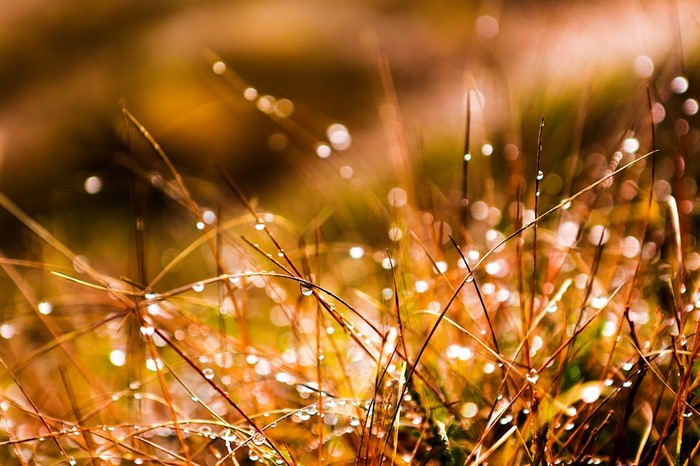 Close-up of grass with dew drops in sunlight