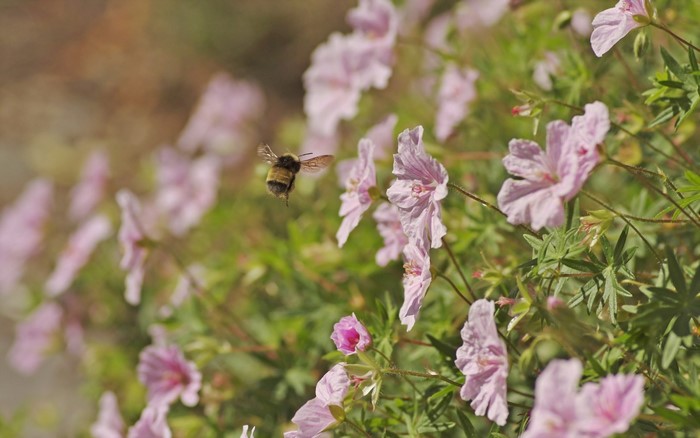 Bumblebee flying near pink flowers in a garden