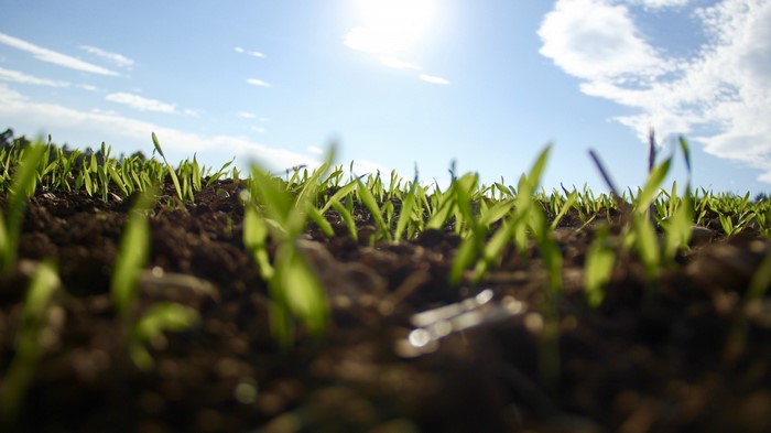 Young green sprouts emerging from dark soil under a bright sky