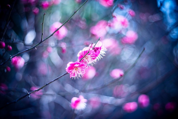 Close-up of pink plum blossoms on a branch