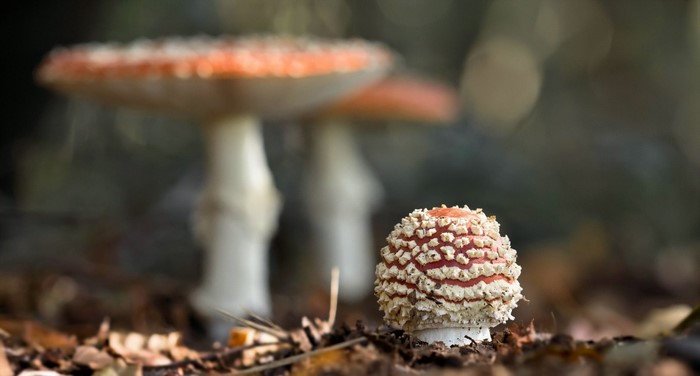 Amanita muscaria mushrooms in a forest setting
