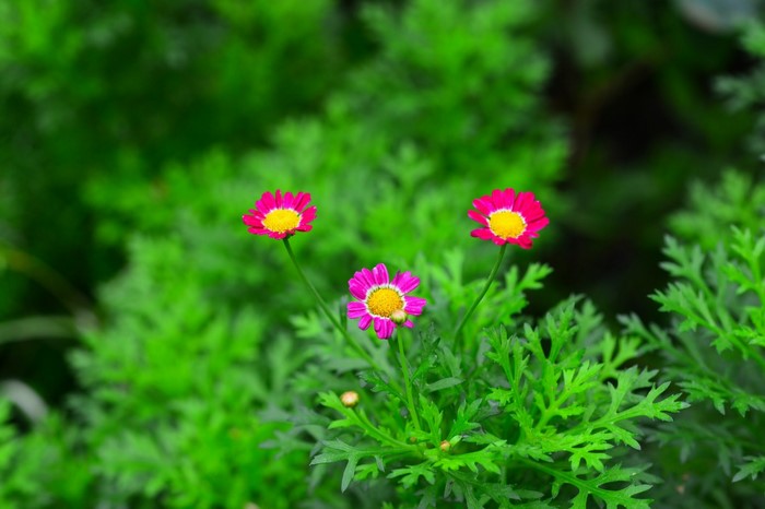 Three pink and yellow daisies in green foliage
