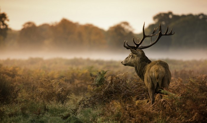 A stag stands in a misty autumn field at sunrise