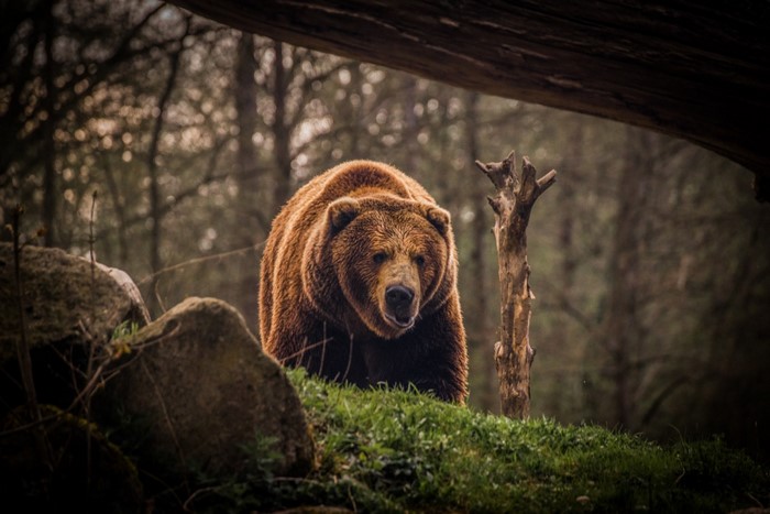 Grizzly bear standing in a forest