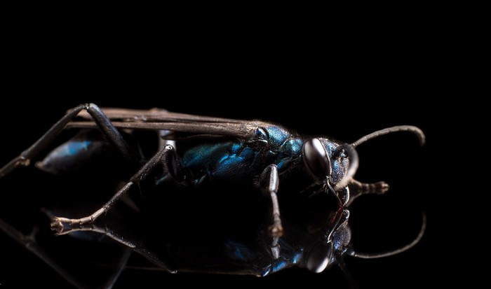 Close-up macro photography of a blue metallic wasp