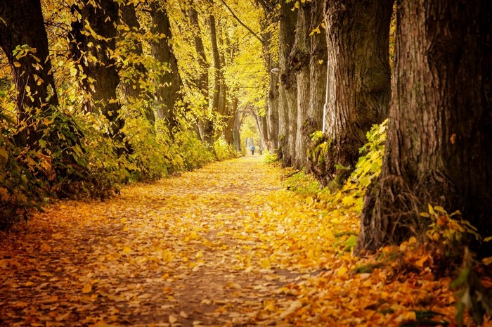 A path covered in autumn leaves with trees on either side