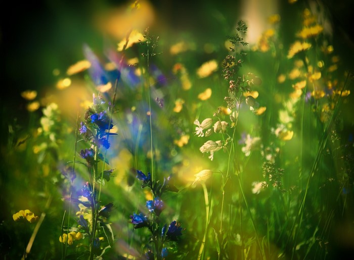 Close-up of wildflowers in sunlight