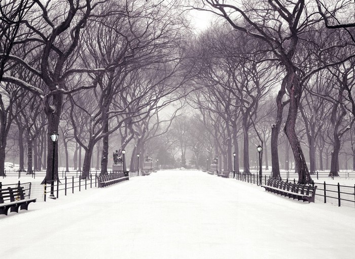 Snowy park lane with bare trees and benches