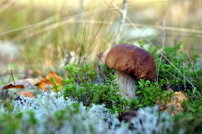 Mushroom Growing Among Forest Flora