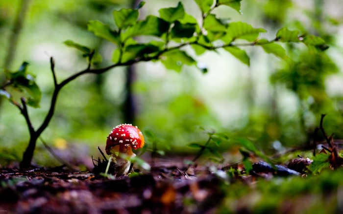 Amanita muscaria mushroom in a forest