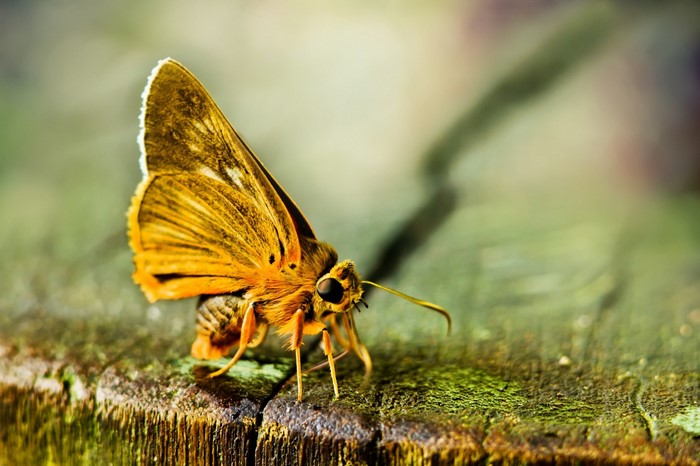 Close-up of a yellow butterfly on a wooden surface