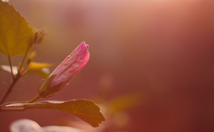 Pink hibiscus bud with yellow leaves in sunlight