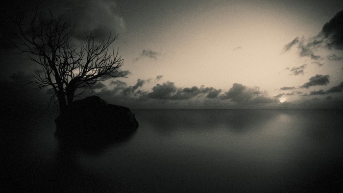 Bare tree on a rock in the sea at sunset