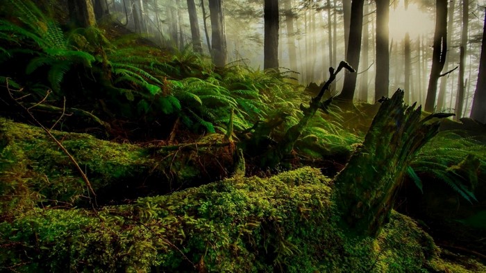 Sunlight filtering through a mossy, fern-filled forest