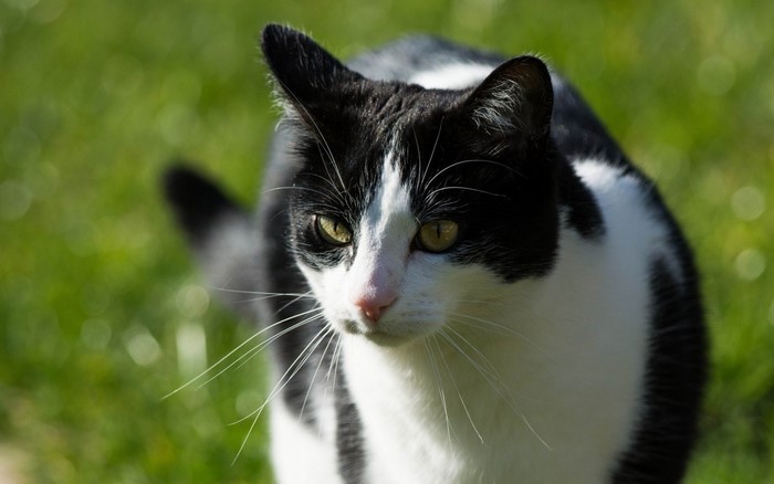Black and white cat with yellow eyes on grass