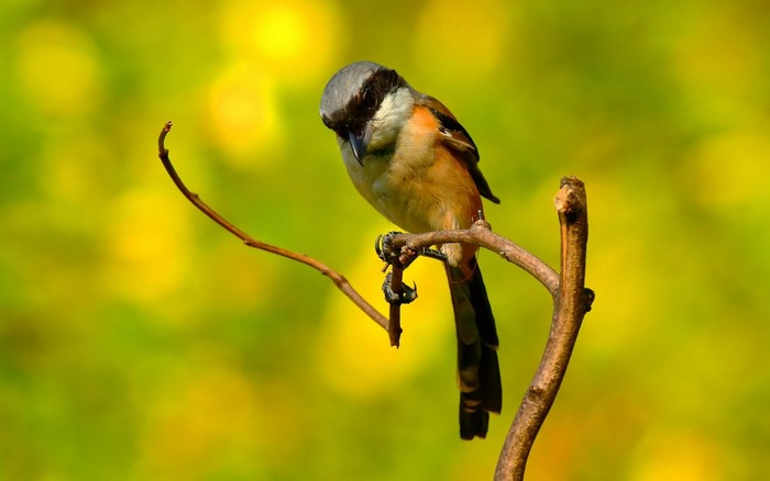 Bird perched on a branch with a blurred yellow and green background