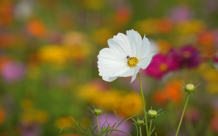 White cosmos flower with a bee in a field