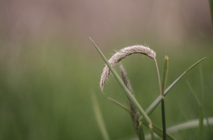 Close-up of a curved grass seed head with green leaves